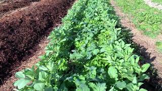 Garlic and Potato Field mid-fall update