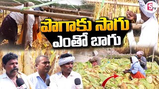 రైతులకు సంతృప్తినిస్తున్న పొగాకు సాగు ..| Farmers About Tobacco Farming #sumantvkurnool