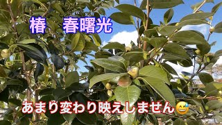 まるおの母　まるこの宿根草と低木の庭　2022 01 17 晴れて日差しが暖かい庭。氷割りのやり過ぎで、カメラを持つ手が小刻みに震えてる〜。まるでドリフのコントだぁ🤣　雪の中の椿