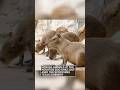 Here’s how zoo animals keep cool in a heat wave | #shorts #newvideo #trending #subscribe #weather