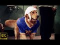 Air Bud Golden Receiver (1998) Theatrical Trailer [4K] [5.1] [FTD-1022]