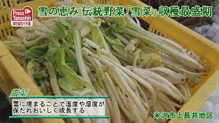 雪の恵み、伝統野菜「雪菜」収穫最盛期　米沢市上長井地区