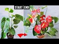 Anthurium not blooming? Copy my recipe & get more flowers EASILY