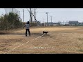 柴犬あずき、ディスクドッグゲームに挑戦中です。ディスタンス編 shiba inu disc dog game