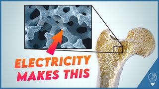 How electricity in your bones makes them stronger | Piezoelectric effect