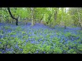 A Walk through a Bluebell Forest, English Countryside 4K