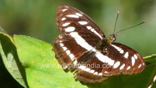 Common Sailor butterfly (Neptis hylas) with torn wings basks in sunlight at wildfilmsindia forest