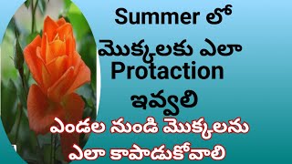 Summer లో మొక్కలను ఎలా Protaction ఇవ్వాలి #telugugardener #terracegardeningintelugu