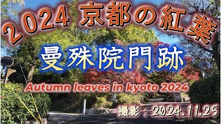 曼殊院門跡　2024年11月25日撮影　2024京都紅葉　（Mansyuin Monzeki Temple Kyoto)