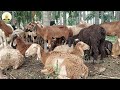 மேய்ச்சல் முறையில் ஆடுகள் வளர்ப்பு sheep and goat farming