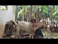 மேய்ச்சல் முறையில் ஆடுகள் வளர்ப்பு sheep and goat farming