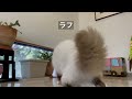 バーマン猫ミカとガブとラフ【釣れなかった】i couldn t catch anything（バーマン猫）birman cat