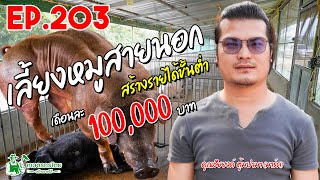 เลี้ยงหมูสายพันธุ์นอก  สร้างรายได้ขั้นต่ำ 100,000 บาท/เดือน l  เกษตรกรไทย สร้างรายได้ Ep203