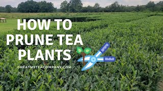 How to prune a tea bush for best production and plant health