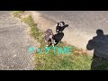 イタグレ＆トイプー　italian greyhound u0026toy poodle “costco u0026today’s routine 3