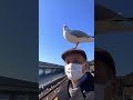 浜名湖佐久米駅のユリカモメの大群 📲2024 1 10 a train and seagulls at hamanako sakume station shorts