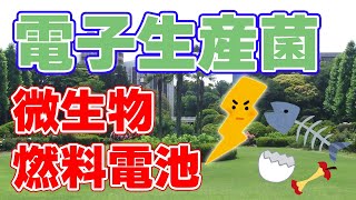 廃棄物から発電【電子生産菌】と微生物燃料電池について。