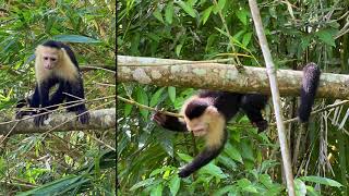 Sierpe Mangrove Tour - January 6, 2020 - Greg Mohr