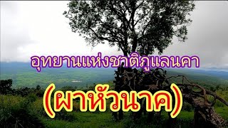 เที่ยวอุทยานแห่งชาติภูแลนคา    ผาหัวนาค    แหล่งท่องเที่ยวที่งดงามที่สุด   ชัยภูมิ​