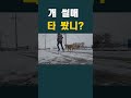 개썰매 눈썰매 개썰매 눈썰매 겨울놀이 썰매 눈 겨울