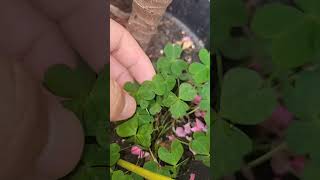 The Four Leaf ☘️ Clover is real!