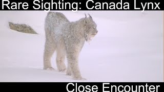 Canada Lynx Up Close