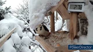 北海道野鳥ライブ　ダイジェスト　2024年01月23日