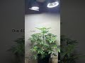 seguimiento cultivo con galponeras. total 150w gen auto power plant. banco ojitos rojos