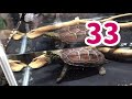 【生後9ヶ月】クサガメ・ポケ《どれだけ食べれるの 》カメプロス〇〇個完食！！