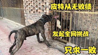 110斤皮特战无败绩，竟嚣张向全网猛犬发起挑战，不服你就来！