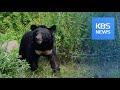 ADVENTUROUS BEAR / KBS뉴스(News)