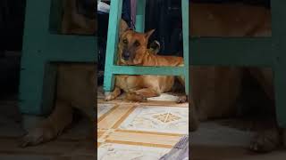 என்ன பயமா இருக்கா 🐶🐶🤯😵 #dogs #crackers #வெடி