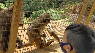 餌を食べるお猿さん #嵐山モンキーパーク #京都 #嵐山