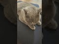 【猫】リラックス中のししゃもさん ブリティッシュショートヘア 猫 cat