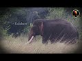 කලා වැව මහසෙන් _ kala vava mahasen srilankaelephant wildlife kalabara श्री लंका हाथी