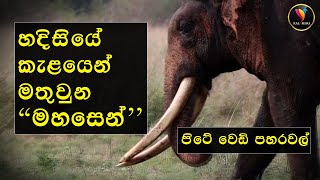 කලා වැව මහසෙන්  _ Kala Vava Mahasen #srilankaelephant #wildlife #kalabara #श्री लंका हाथी