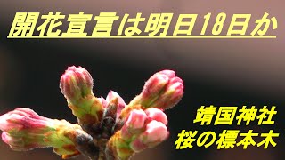 開花宣言はあす18日か　靖国神社　桜の標本木