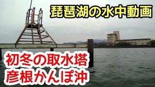 【水中動画】彦根の取水塔はデカバスがたくさんいた #水中動画 #水中映像 #琵琶湖