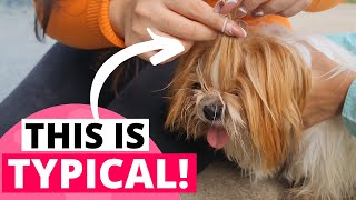 9 Things Only Shih Tzu Owners Understand