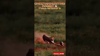 CHEETAH HUNTING RABBIT ON FOREST (CHEETAH HUNTING) #animals #treanding #shorts #hunting #cheetah