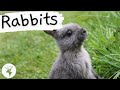 Learn Fun Facts about Rabbits! | Educational Classroom Learning Video About Rabbits/ (ESL Listening)