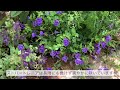 《緑あふれる庭に咲く花》ガーデニング＊夏の花《t s garden》