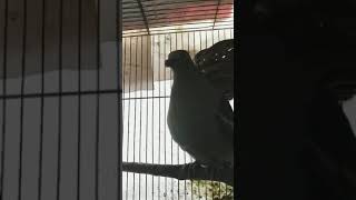 A crying Pompadour green pigeon