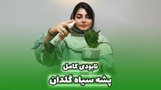 پشه ی سیاه گلدان | دلایل و روش حل آفت گلدان