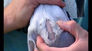 the pigeons keel bright pink or not ? is it a form spot