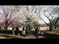 ohanami tokyo shinjuku gyoen garden　お花見　新宿御苑　2022 3 21 70