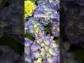 ดอกไฮเดรนเยียสีฟ้า ดอกไม้ ไฮเดรนเยีย flowers hydrangea europe