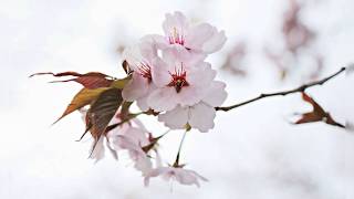 Beautiful Japan , Nature Pics, Sakura - Traditional Famous Japanese Folk  Music, Instrumental