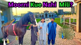 Moorni Ki Barat Nikal Pari | Ghoray Ki Toor Check Karain 🐴✨ | Daira Sardaran Da 💝🥰🥰