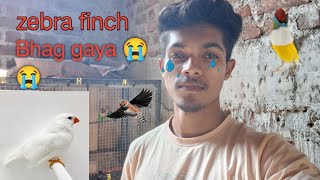 zibra pinch bhag gaya #youtubevideo #minivlog #vlogvideo #vlog #vlogging